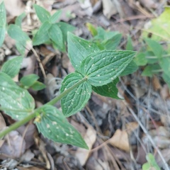 Alloispermum