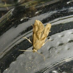 Platphalonidia magdalenae