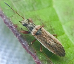 Paromius longulus