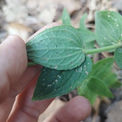 Alloispermum