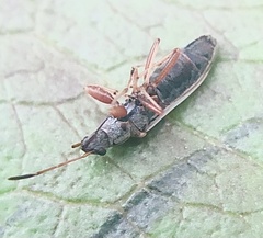 Paromius longulus