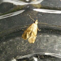 Platphalonidia magdalenae