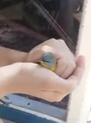 Geothlypis poliocephala