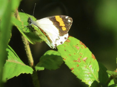 Eroessa chiliensis