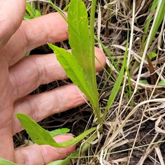 Hypochaeris albiflora