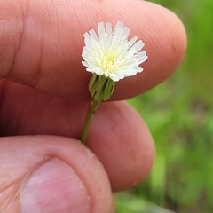 Hypochaeris albiflora