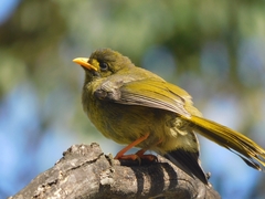 Manorina melanophrys