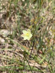 Thelymitra flexuosa