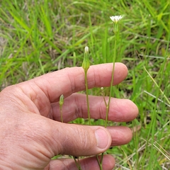 Hypochaeris albiflora