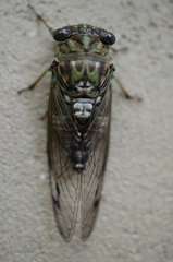 Neotibicen latifasciatus