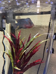 Amphilophus labiatus × cichlasoma trimaculatum