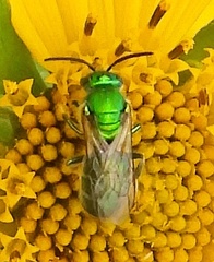 Paraugochloropsis