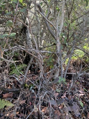 Dirca occidentalis