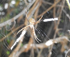 Argiope