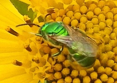 Paraugochloropsis