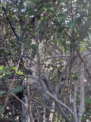 Dirca occidentalis