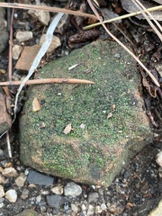 Myriocoleopsis minutissima