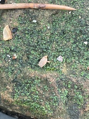 Myriocoleopsis minutissima