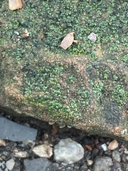 Myriocoleopsis minutissima