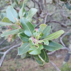 Arbutus tessellata