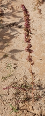 Amaranthus fimbriatus