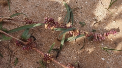 Amaranthus fimbriatus