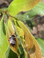 Ellipsidion australe