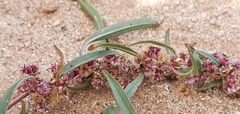 Amaranthus fimbriatus
