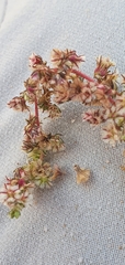 Amaranthus fimbriatus