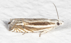 Eucosma striatana