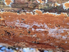 Botryobasidium simile