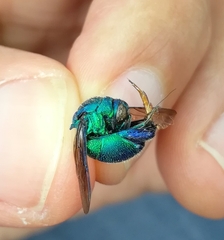 Stilbum