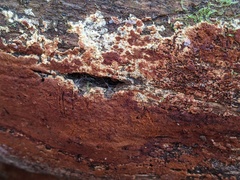 Botryobasidium simile