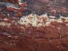 Botryobasidium simile