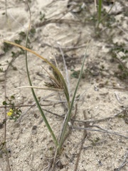 Spinifex sericeus