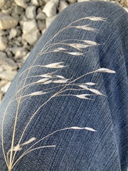 Bromus japonicus