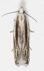 Eucosma striatana
