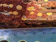 Dacrymyces corticioides