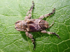 Hybolasius crista