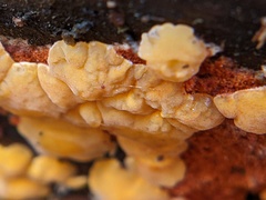 Dacrymyces corticioides