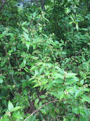Philadelphus tenuifolius