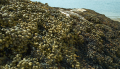 Fucus distichus