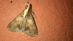Herminiinae