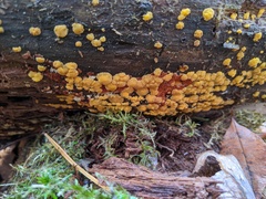 Dacrymyces corticioides