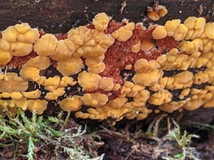 Dacrymyces corticioides
