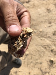 Phrynosoma blainvillii