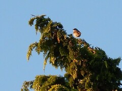 Prunella modularis occidentalis