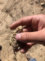 Phrynosoma blainvillii