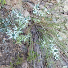 Eryngium heterophyllum
