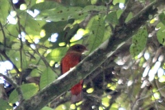 Phoenicircus carnifex